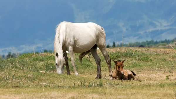 Cavalo com potro — Fotografia de Stock