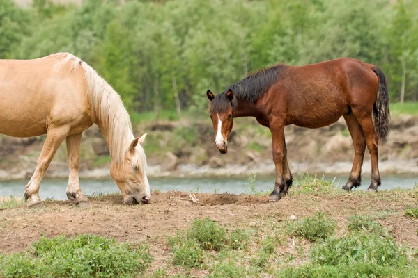 Cavalo com potro — Fotografia de Stock