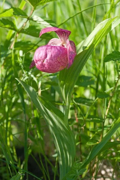 stock image Orchid