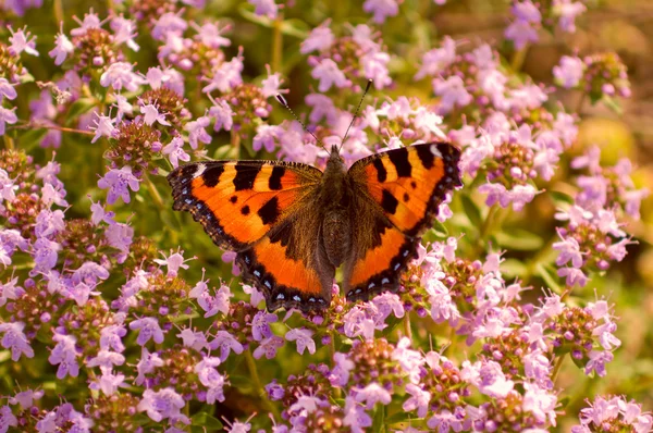 Nymphalis urticae kelebek — Stok fotoğraf