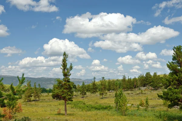 stock image Pine tree forest landscape