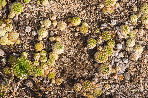 stock image Orpine in mountains