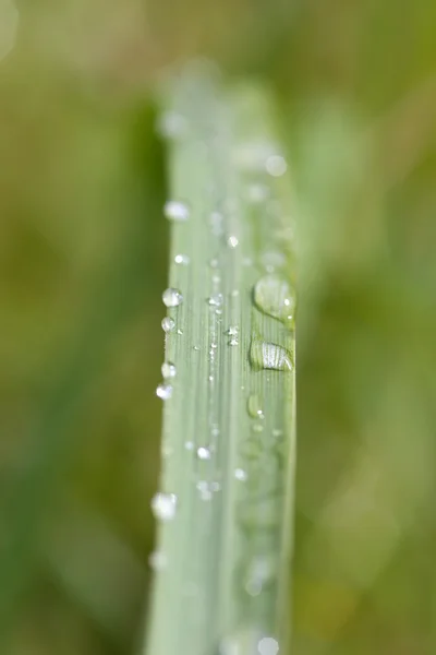 Gotas de lluvia en la hoja de hierba — Foto de Stock