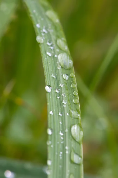 stock image Rain dops on grass blade