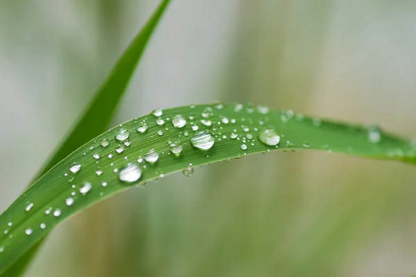 stock image Rain dops on grass blade