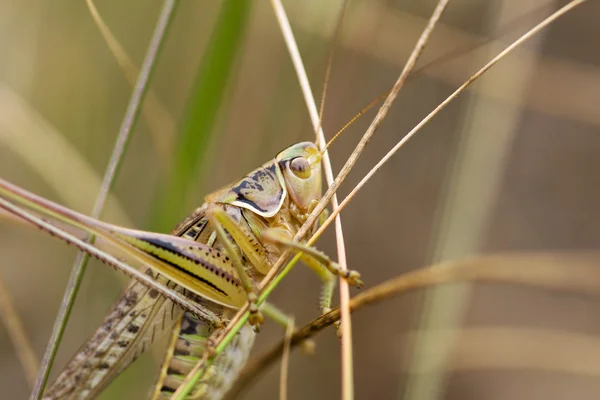 stock image Grasshopper