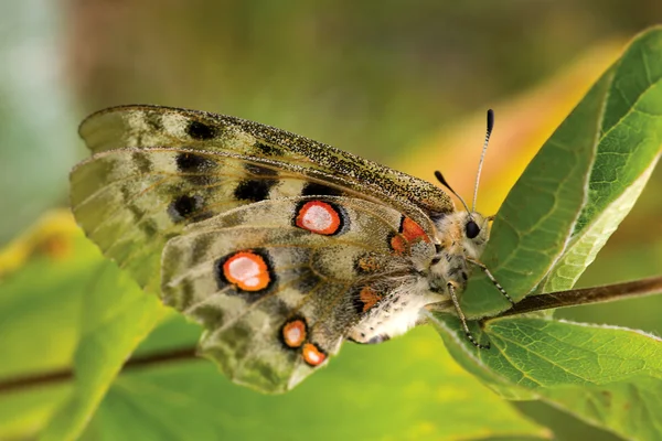 Nomion butterfly — Stockfoto