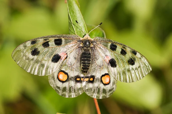 Nomion butterfly — Stock Photo, Image