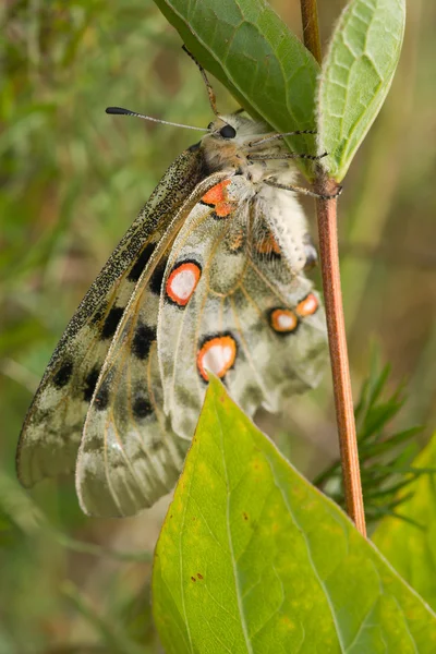 Nomion kelebek — Stok fotoğraf