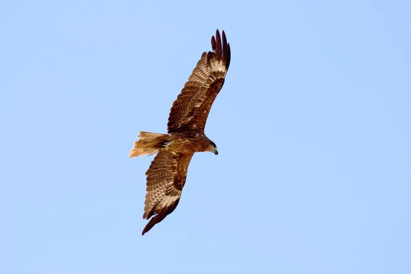 Adler am Himmel — Stockfoto