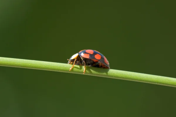 Ladybug on grass stem — Stock Photo, Image