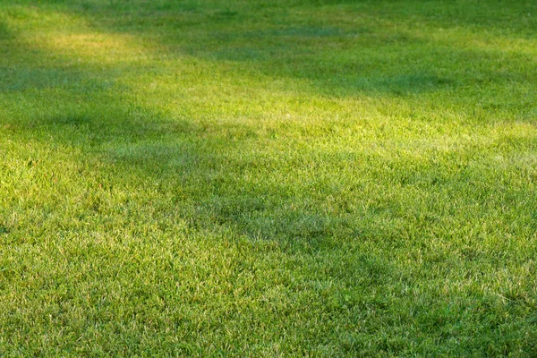 Campo di erba con macchie di luce solare — Foto Stock