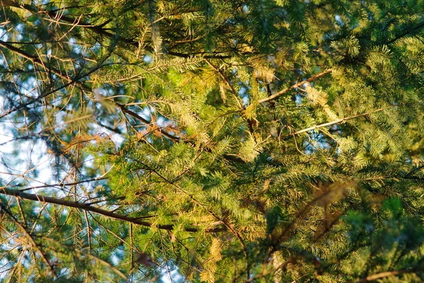 Mornig 태양 빛에 전나무 — 스톡 사진