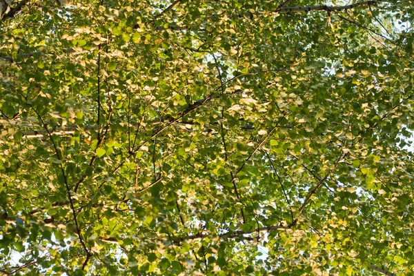Листя в моргерному сонячному світлі — стокове фото