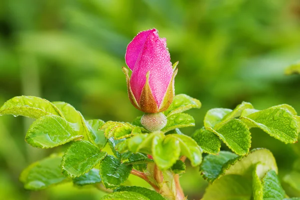 Άγριο τριαντάφυλλο μπουμπούκι με δροσιά — Φωτογραφία Αρχείου