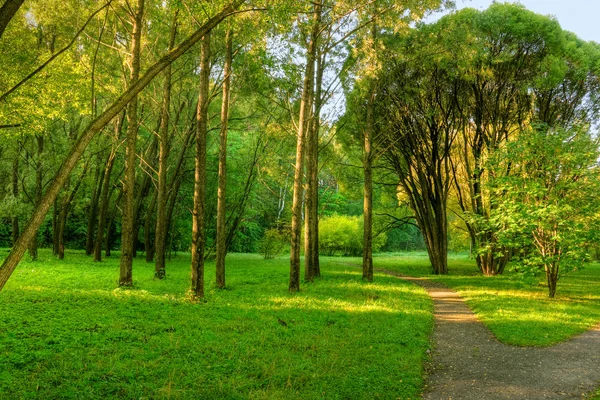 stock image Sunlight rays in the forest