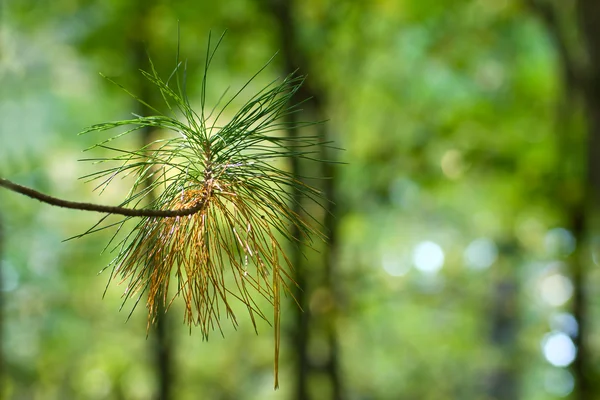 Rama de pino — Foto de Stock