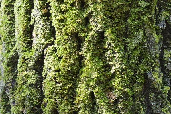 stock image Moss on bark