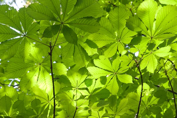Chestnut leaves — Stock Photo, Image