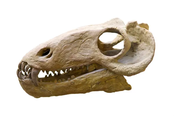 Dinosaur skull — Stock Photo, Image