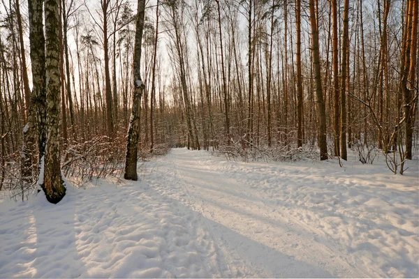 stock image Winter forest