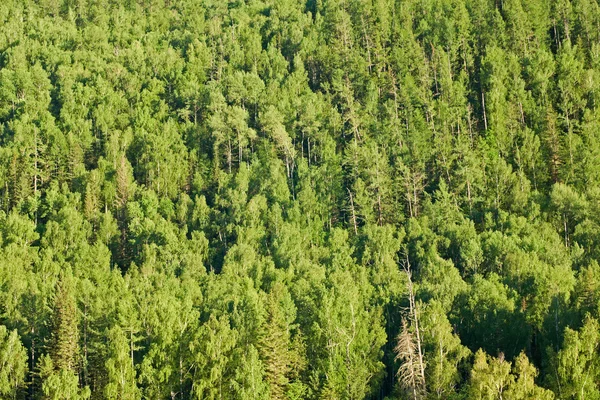Hintergrund Wald lizenzfreie Stockfotos