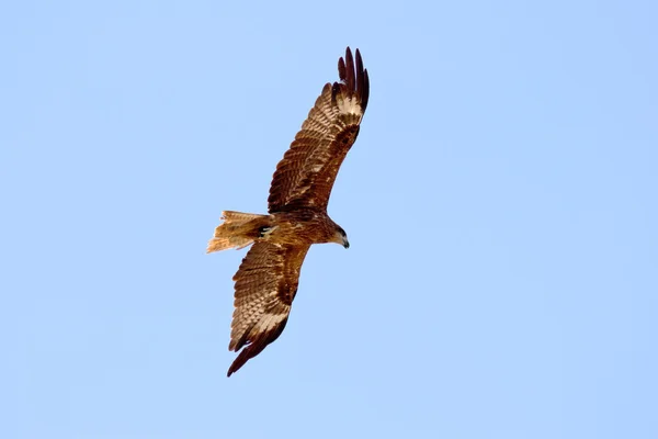 Орел в небі Ліцензійні Стокові Фото