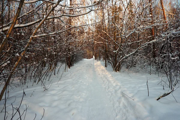 stock image Winter forest