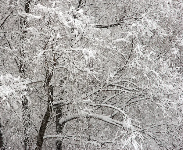 stock image Winter forest