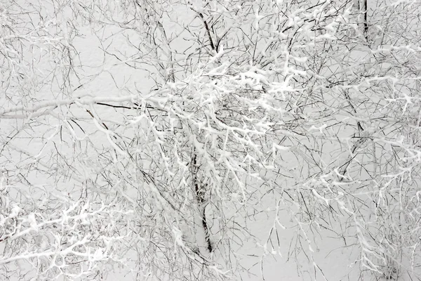 stock image Winter forest