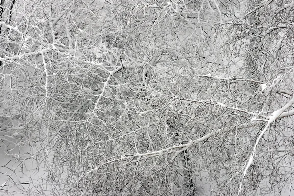 stock image Winter forest