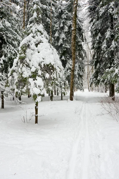 Stock image Ski-run in winter forest