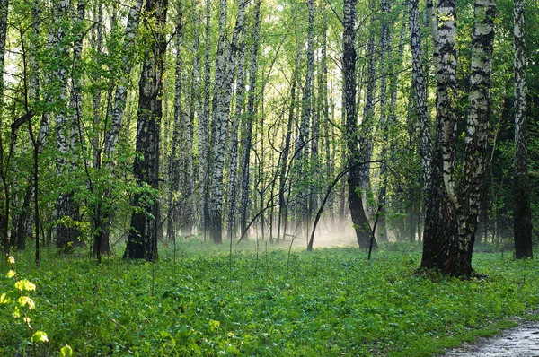 stock image Morning forest