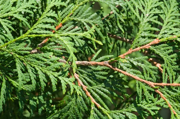 stock image Thuya tree