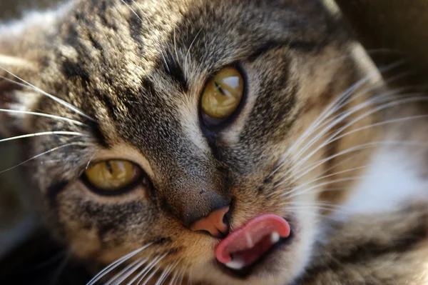 stock image Cat stick the tongue