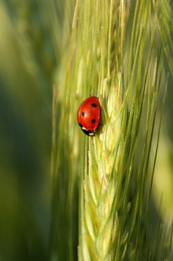 Ladybird kulak üzerinde