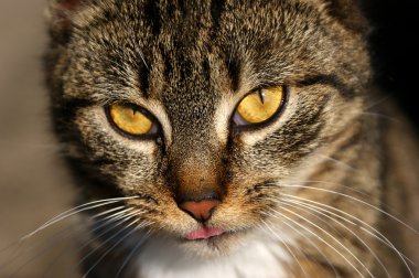 Kedi sopa dil