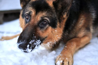 Komik köpek.