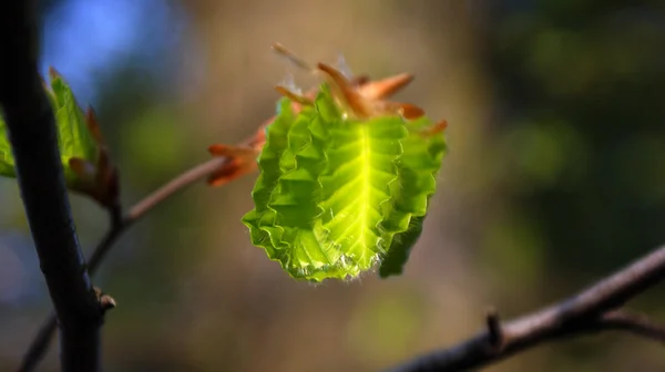 若い葉 — ストック写真