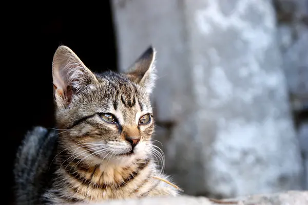 stock image Young cat