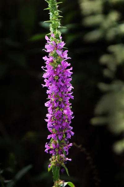 stock image Pink flowers