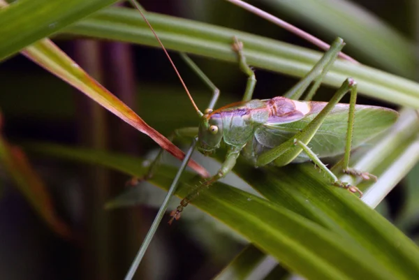 Grasshoper — Stock Photo, Image