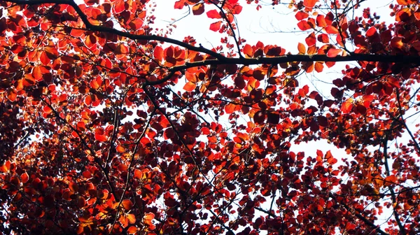 Vörös levelek — Stock Fotó