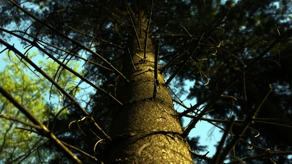 Árvore de abeto — Fotografia de Stock