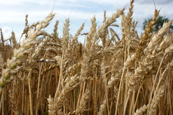 Wheat during ripening — Stock Photo, Image