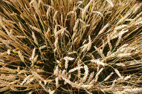 Weizen während der Reifung — Stockfoto