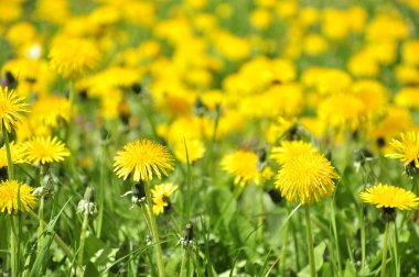 birçok dandelions