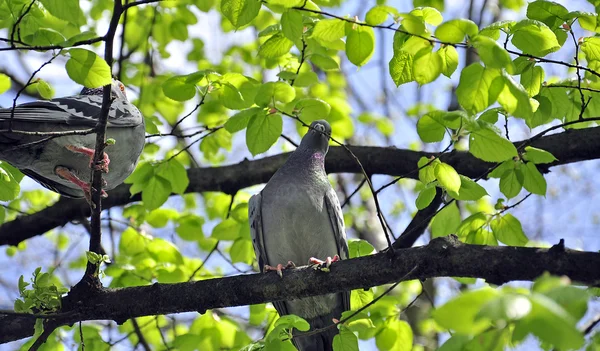 Dwóch gołębi siedzi na drzewie — Zdjęcie stockowe