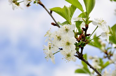 Blossoming cherry-trees clipart