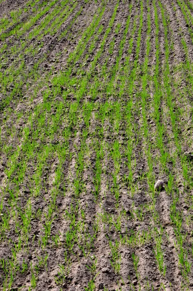 stock image Young wheat